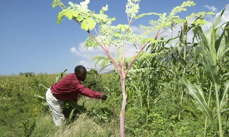 MDG : Innovations : Moringa oleifera in Haiti