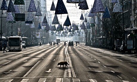 MDG : A stray dog takes advantage of the low traffic to cross a boulevard in Bucharest, Romania