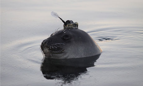 Southern Ocean elephant seal wearing a sensor on its head in the Southern Ocean, Antarctica