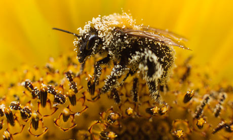 Una abeja recoge el polen de un girasol en Utrecht