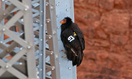 Female California Condor died of lead poisoning