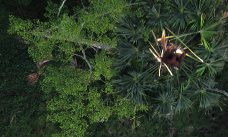 Drone to fight illegal wiillife trade : oranguatan in Aceh, Sumatra, Indonesia