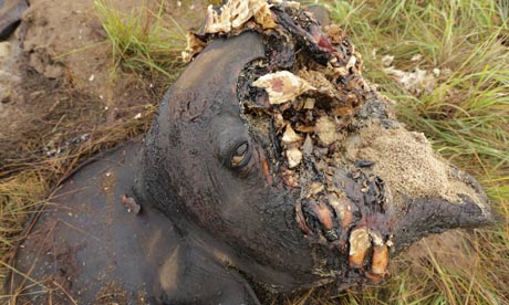 Poaching elephants in Minkebe National Park, Gabon