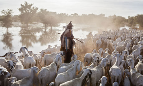 MDG : Mali : pastoralist Peul leads goats on the road to Massina, near Mopti