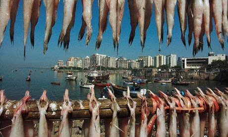 Bombay Ducks also called bummalo or bombil drying at a fishing village in South Bombay