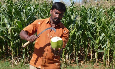 MDG : Chopping coconut in Karnataka, India