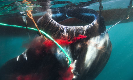 CITES in Bangkok :  Fishing manta ray in Indonesia