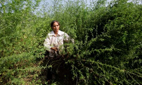 MDG A farmer harvests sweet wormwood trees