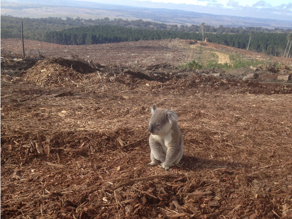 Koala rescued from deforestation in Australia - big picture