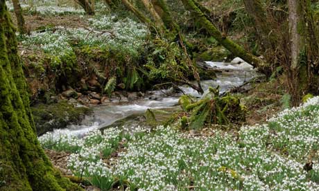 Woodland stream with carpet of Snowdrops - Galanthus nivalis Snowdrop Valley, Exmoor, Somerset