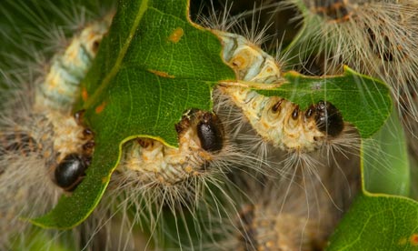 oak processionary moth (OPM)