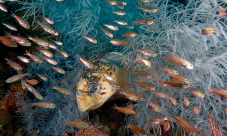 Great Barrier ReefCardinalfish zip by a hawksbill turtle as it rests among hydroids
