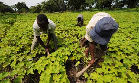 MDG : Biofuel and food security : Employees work in a Jatropha nursery field, Ivory Coast.