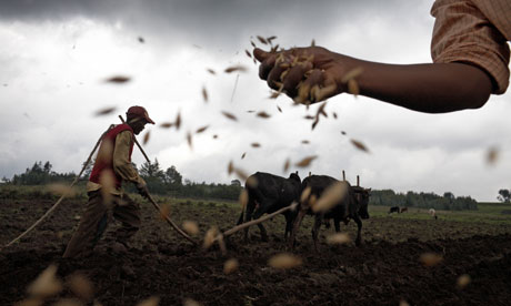 MDG : Seed and GM in Africa : Plowing a field and sowing seeds in Ethiopia