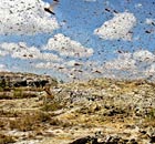 MDG Locusts in Madagascar