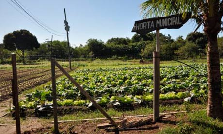 MDG Biofortified food crops in Brazil