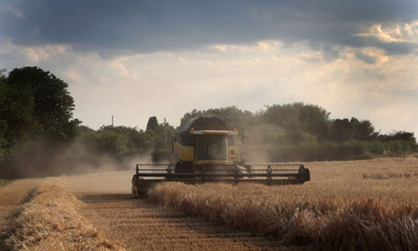 Extreme weather and farmland : British farmers harvest first winter barley in Crockenhill, Kent
