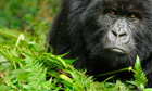 Virunga National Park : Mountain gorilla, Rwanda