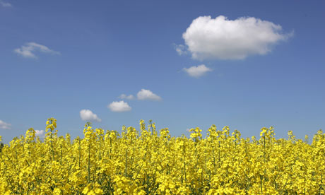 Rapeseed Plant used for biodiesel or biofuel
