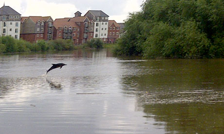 A dophin been spotted in river Dee in Chester