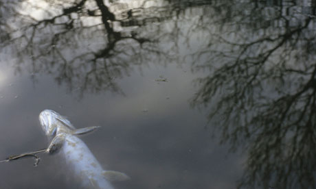 Monbiot blog on Neonicotinoids : A dead pike due to pollution on the River Kennet