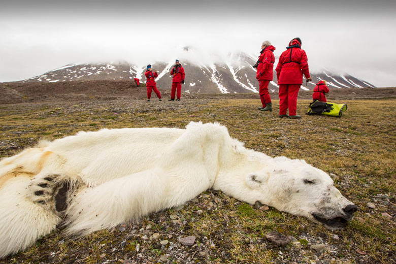 A male Polar Bear (Ursus maritimus) starved to death due to climate change, Svalbard, Norway