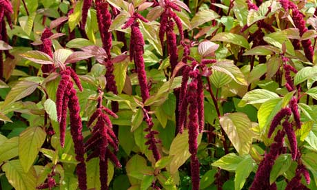 MDG : Power of Vegetables : Amaranth
