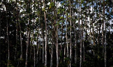 Amazon Rainforest of Peru 