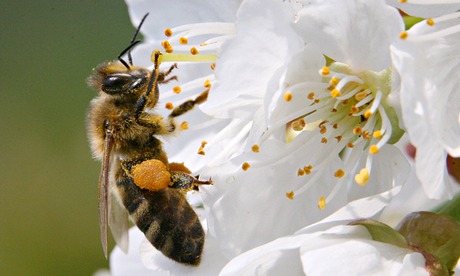 ee collects pollen from a cherry tree in village Studencice, Slovenia