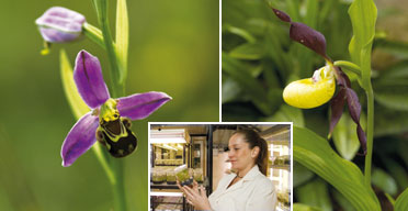 Orchids and scientist at Kew
