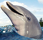 Dolphin