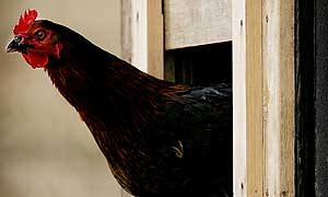 A chicken on a free-range farm near Anstruther, Scotland