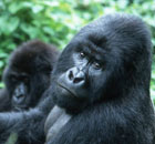 Mountain gorillas in Rwanda