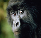 Female mountain gorilla