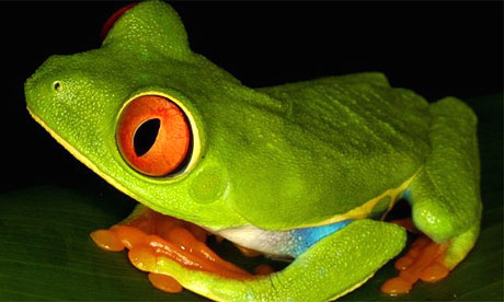 tree frog jumping. Red-eyed tree frog