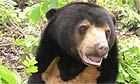 Sun bear