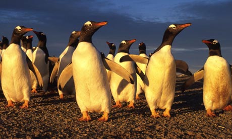 penguin environment
