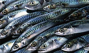 Fish: Mackerel