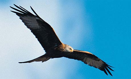 Birds of prey: a red kite A red kite, one of several species of Scottish 