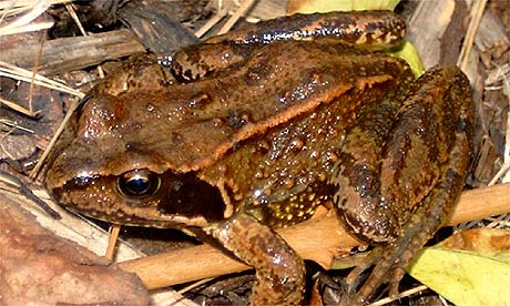 Frogs Uk
