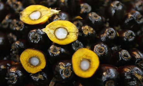 Halved palm kernels, used for palm oil, Kuala Lumpur, Malaysia