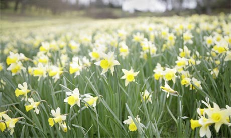 william wordsworth daffodils poem. Daffodils in bloom in Windsor