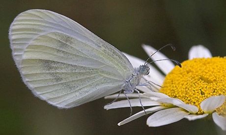 Wood white butterfly