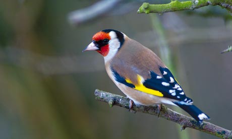 Garden Birds on Goldfinches Wooed From Farmland To British Gardens   Environment
