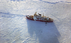 Arctic