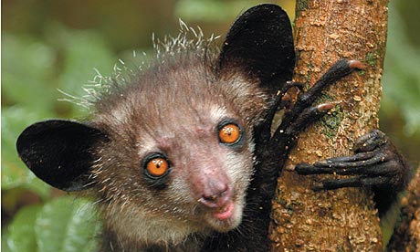 An Aye Aye