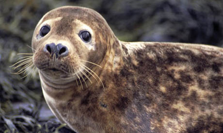 Grey seals, the most prolific