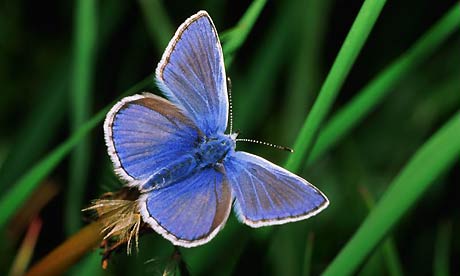 swarm of butterflies. A common blue utterfly.