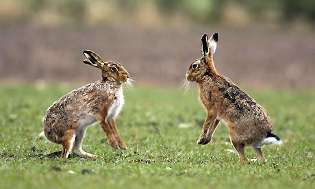 Brown Hare