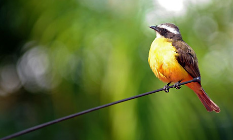 A chio, a native bird of El Salvador